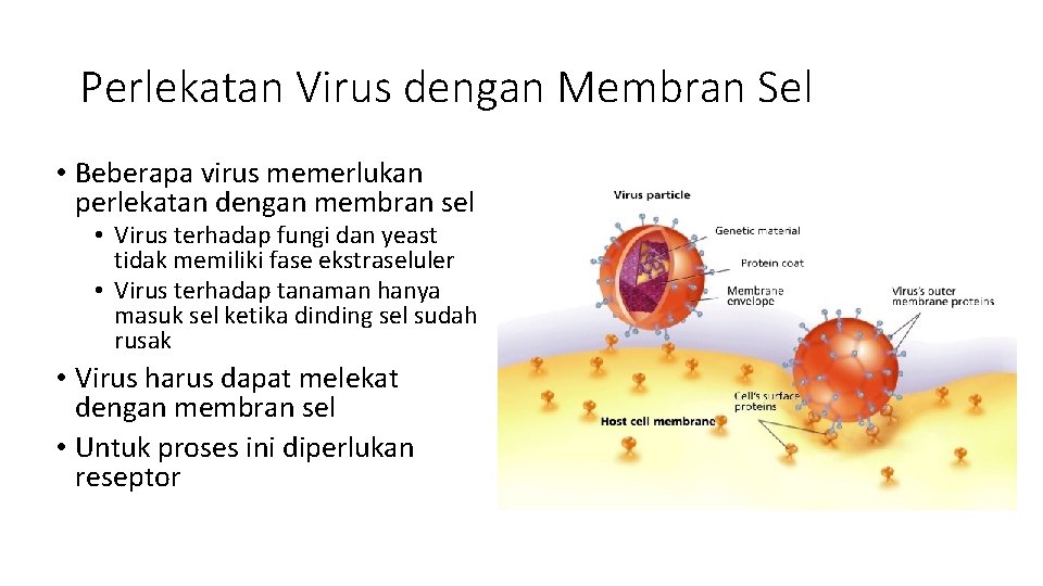 Perlekatan Virus dengan Membran Sel • Beberapa virus memerlukan perlekatan dengan membran sel •