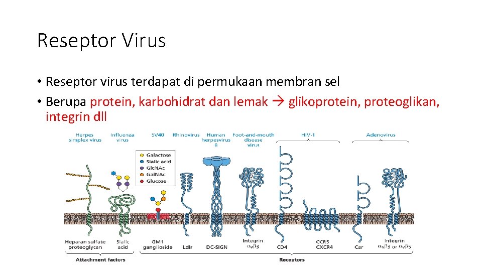 Reseptor Virus • Reseptor virus terdapat di permukaan membran sel • Berupa protein, karbohidrat