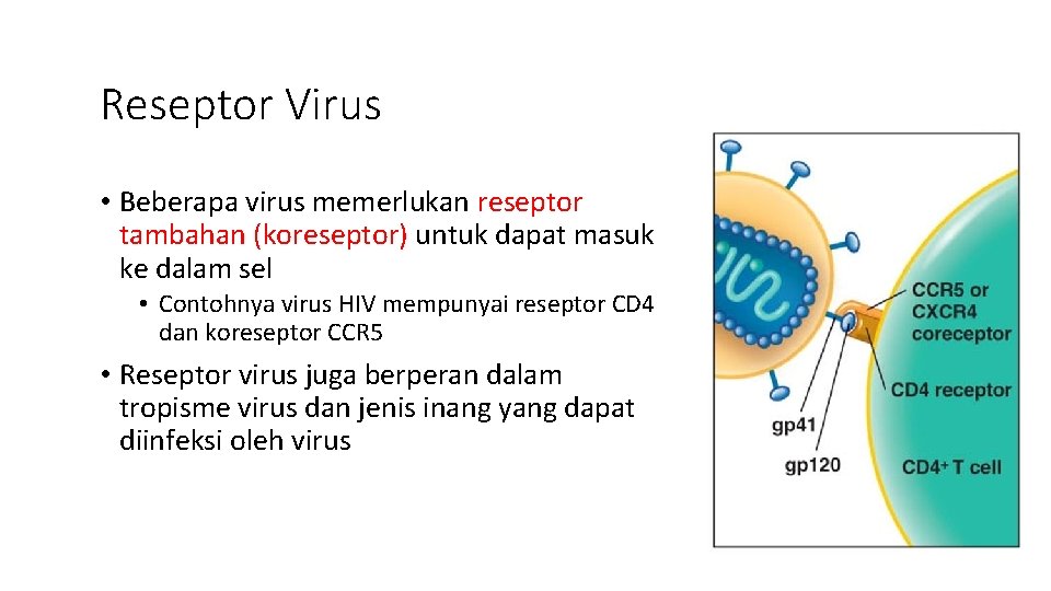 Reseptor Virus • Beberapa virus memerlukan reseptor tambahan (koreseptor) untuk dapat masuk ke dalam