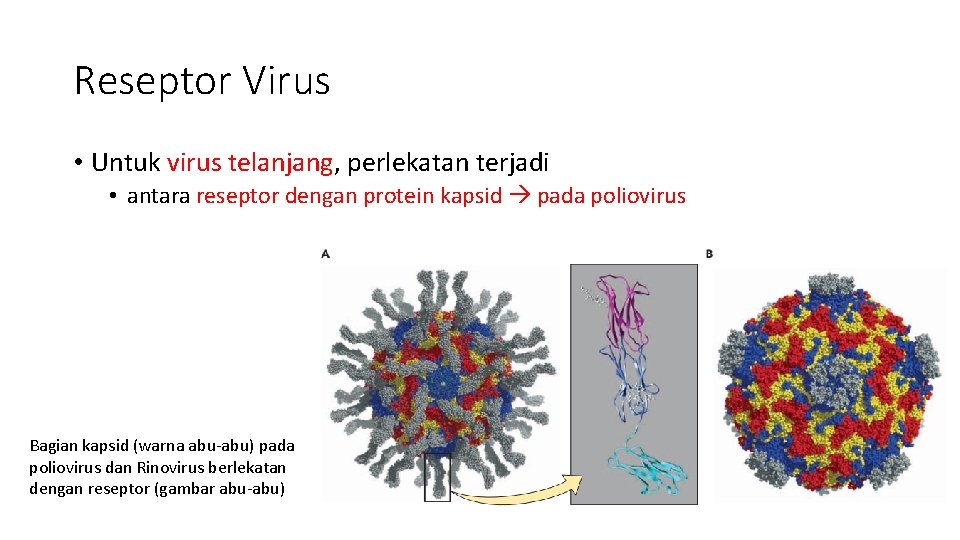 Reseptor Virus • Untuk virus telanjang, perlekatan terjadi • antara reseptor dengan protein kapsid