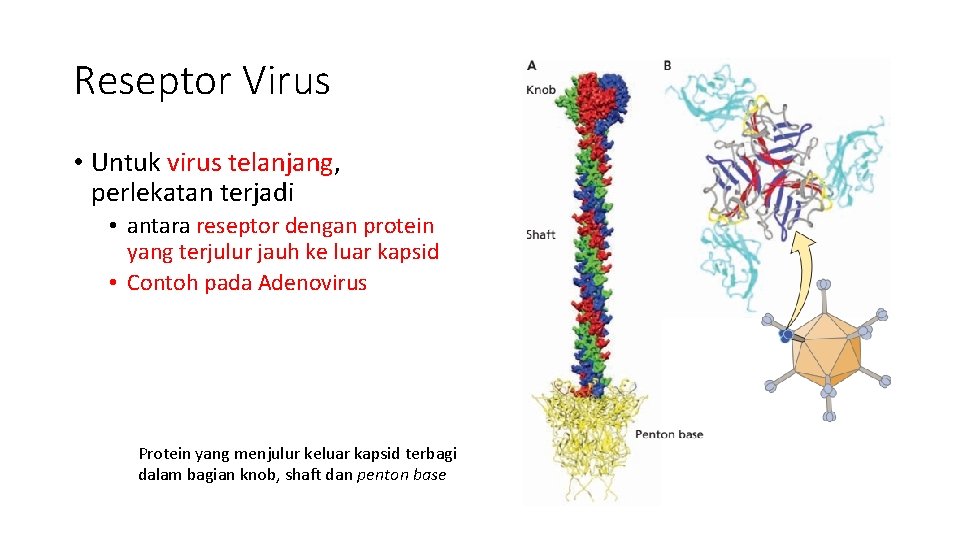 Reseptor Virus • Untuk virus telanjang, perlekatan terjadi • antara reseptor dengan protein yang