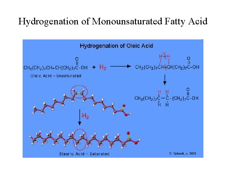 Hydrogenation of Monounsaturated Fatty Acid 