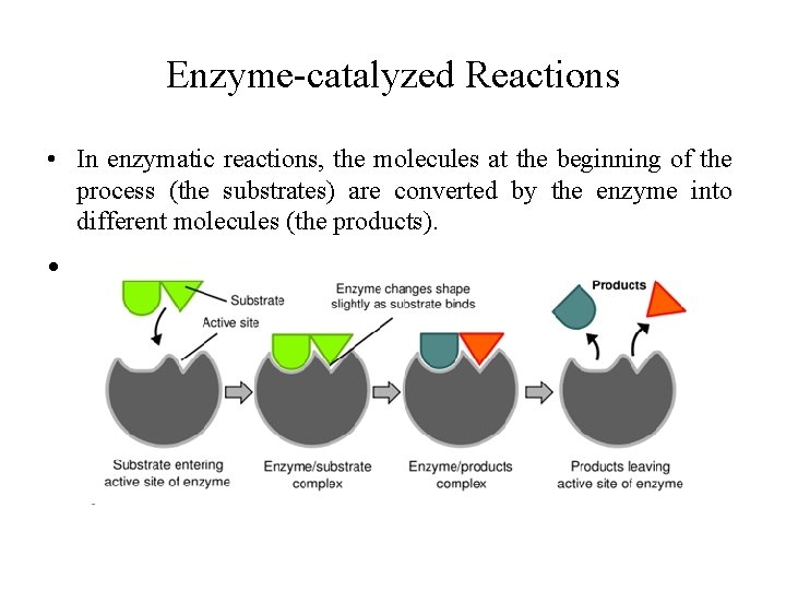 Enzyme-catalyzed Reactions • In enzymatic reactions, the molecules at the beginning of the process