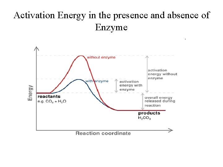 Activation Energy in the presence and absence of Enzyme 