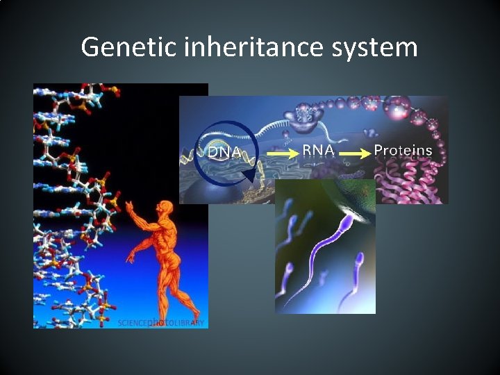 Genetic inheritance system 