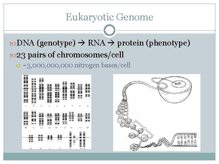 Eukaryotic Gene Regulation AP BIOLOGY CHAPTER 19 Prokaryotic