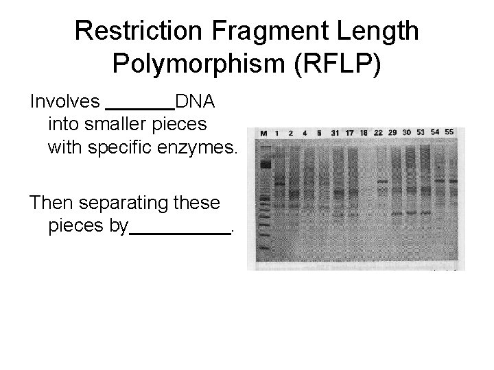 Restriction Fragment Length Polymorphism (RFLP) Involves DNA into smaller pieces with specific enzymes. Then