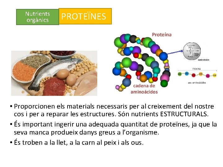 Nutrients orgànics PROTEÏNES • Proporcionen els materials necessaris per al creixement del nostre cos