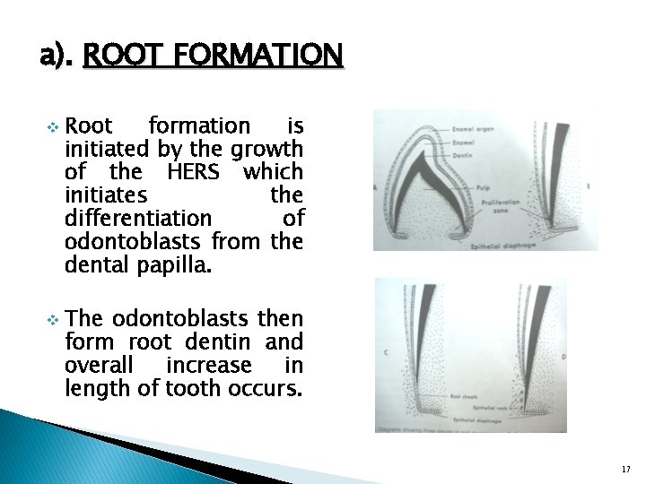 a). ROOT FORMATION v v Root formation is initiated by the growth of the