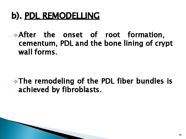 b). PDL REMODELLING v After the onset of root formation, cementum, PDL and the