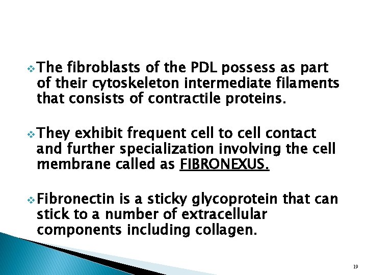 v The fibroblasts of the PDL possess as part of their cytoskeleton intermediate filaments