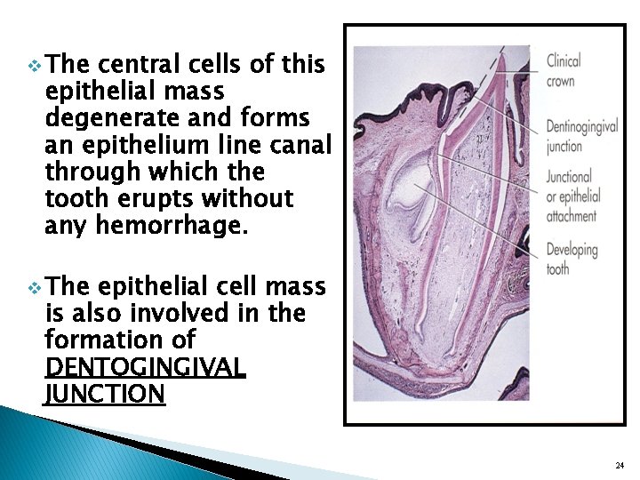 v The central cells of this epithelial mass degenerate and forms an epithelium line