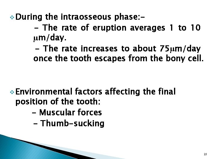 v During the intraosseous phase: - The rate of eruption averages 1 to 10