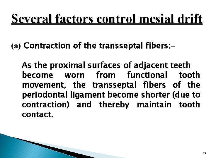 Several factors control mesial drift (a) Contraction of the transseptal fibers: As the proximal