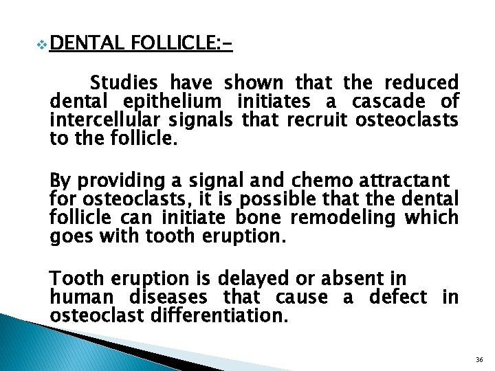 v DENTAL FOLLICLE: - Studies have shown that the reduced dental epithelium initiates a