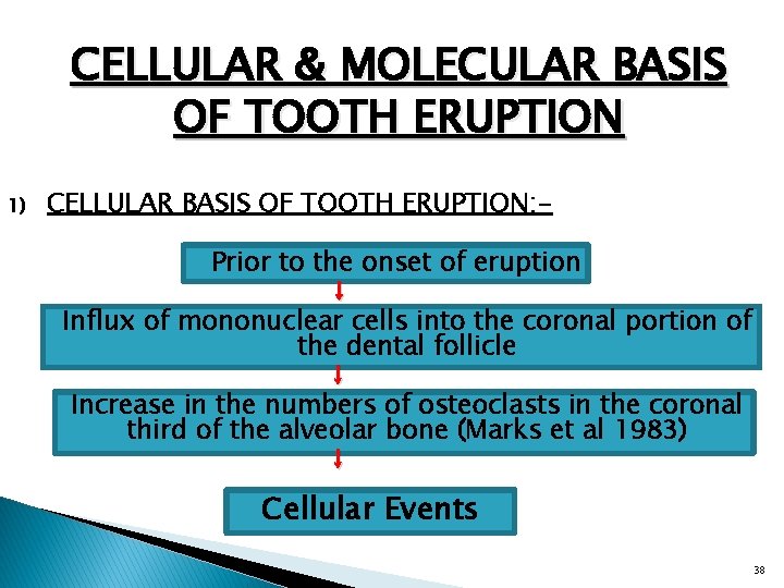 CELLULAR & MOLECULAR BASIS OF TOOTH ERUPTION 1) CELLULAR BASIS OF TOOTH ERUPTION: Prior