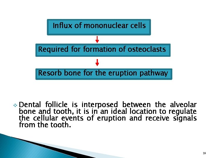 Influx of mononuclear cells Required formation of osteoclasts Resorb bone for the eruption pathway