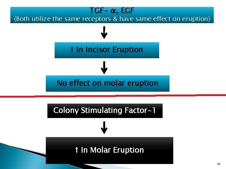 TGF- α, EGF (Both utilize the same receptors & have same effect on eruption)