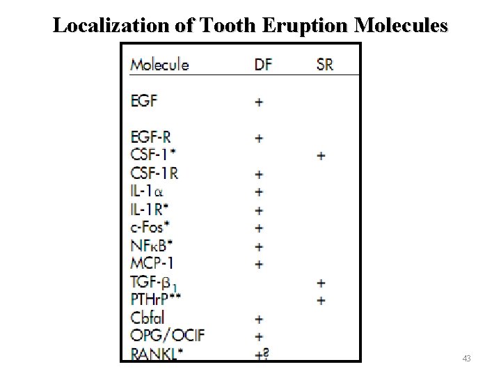 Localization of Tooth Eruption Molecules 43 