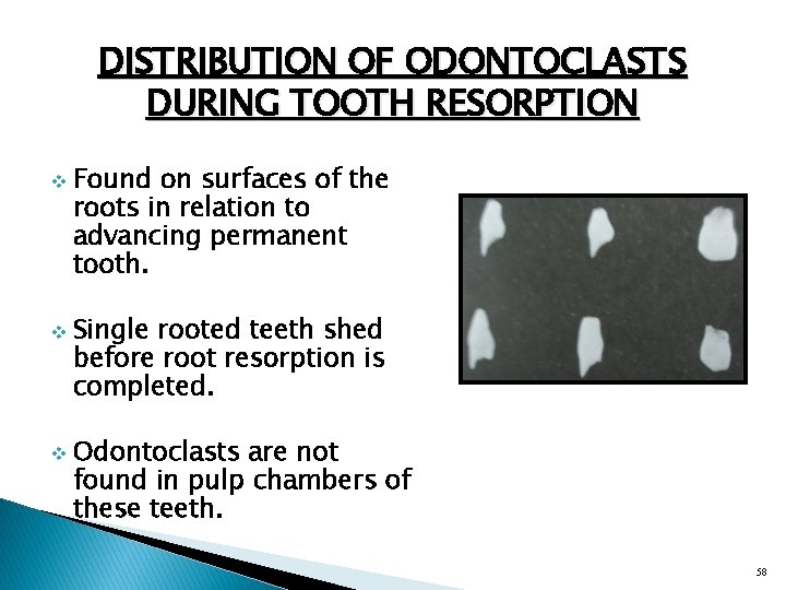 DISTRIBUTION OF ODONTOCLASTS DURING TOOTH RESORPTION v v v Found on surfaces of the