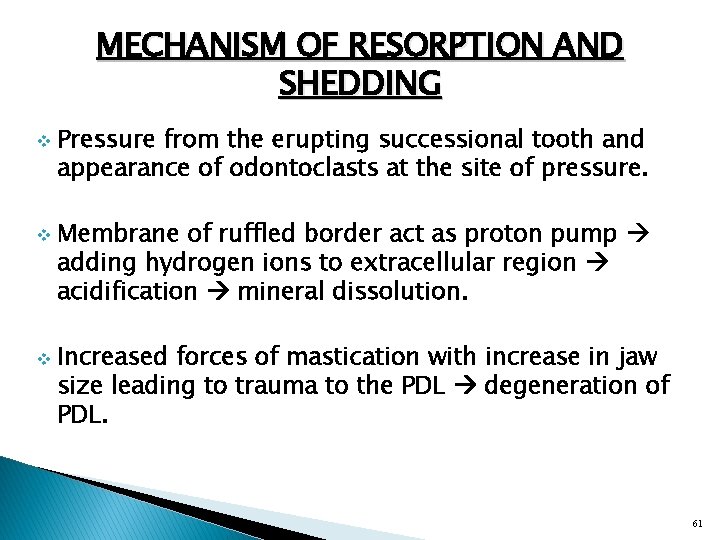 MECHANISM OF RESORPTION AND SHEDDING v v v Pressure from the erupting successional tooth