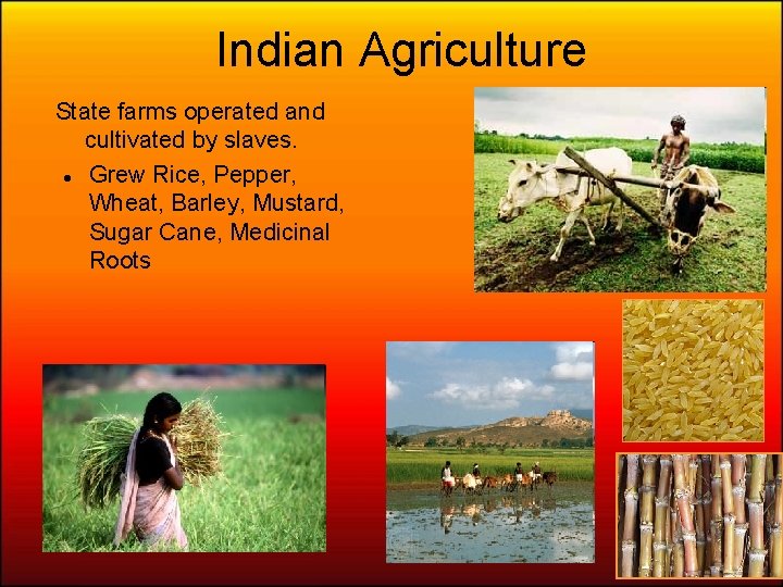 Indian Agriculture State farms operated and cultivated by slaves. Grew Rice, Pepper, Wheat, Barley,