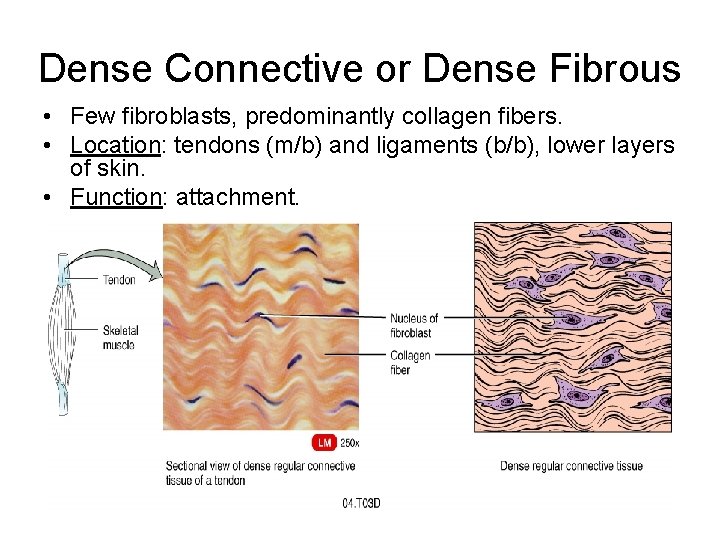 Dense Connective or Dense Fibrous • Few fibroblasts, predominantly collagen fibers. • Location: tendons