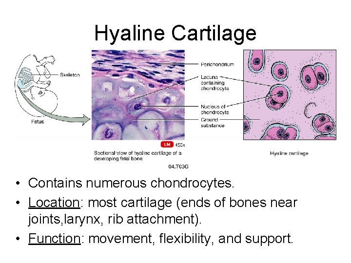 Hyaline Cartilage • Contains numerous chondrocytes. • Location: most cartilage (ends of bones near