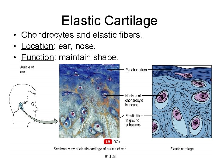 Elastic Cartilage • Chondrocytes and elastic fibers. • Location: ear, nose. • Function: maintain