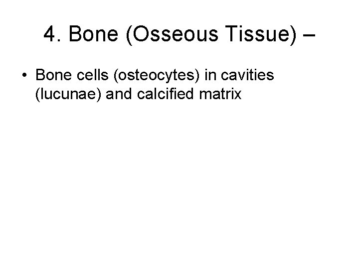 4. Bone (Osseous Tissue) – • Bone cells (osteocytes) in cavities (lucunae) and calcified