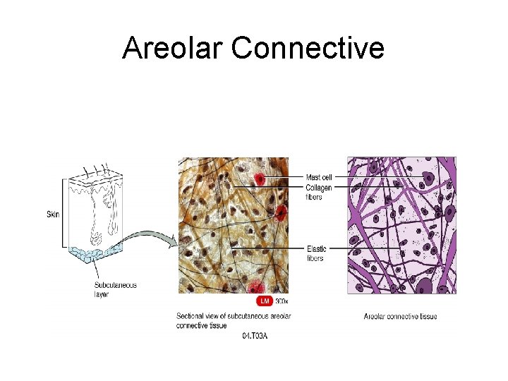 Areolar Connective 