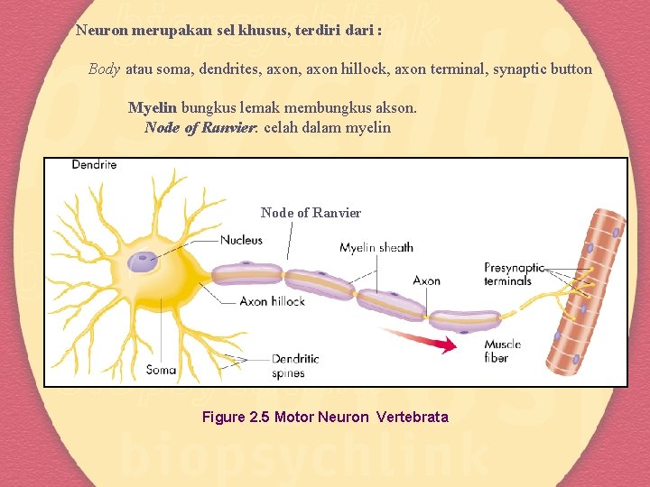 Neuron merupakan sel khusus, terdiri dari : Body atau soma, dendrites, axon hillock, axon