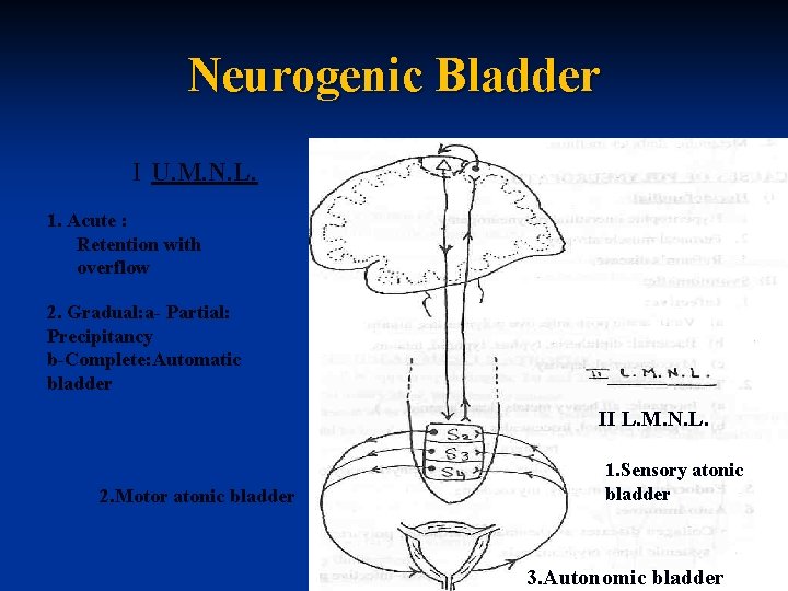 Neurogenic Bladder I U. M. N. L. 1. Acute : Retention with overflow 2.