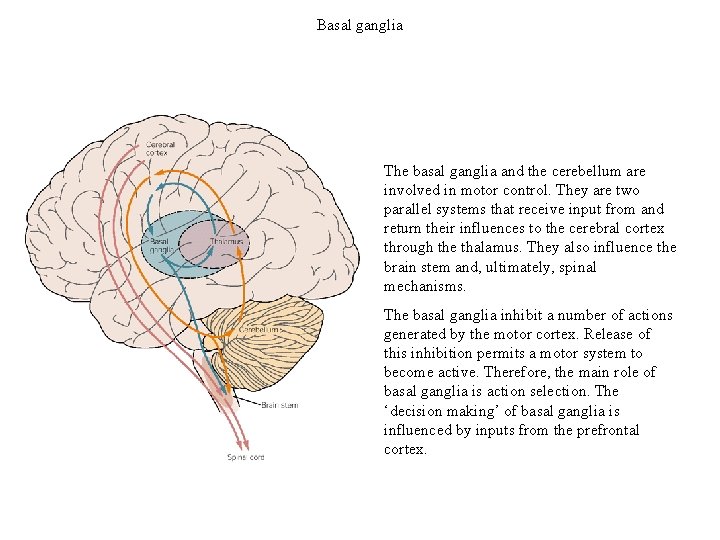 Basal ganglia The basal ganglia and the cerebellum are involved in motor control. They