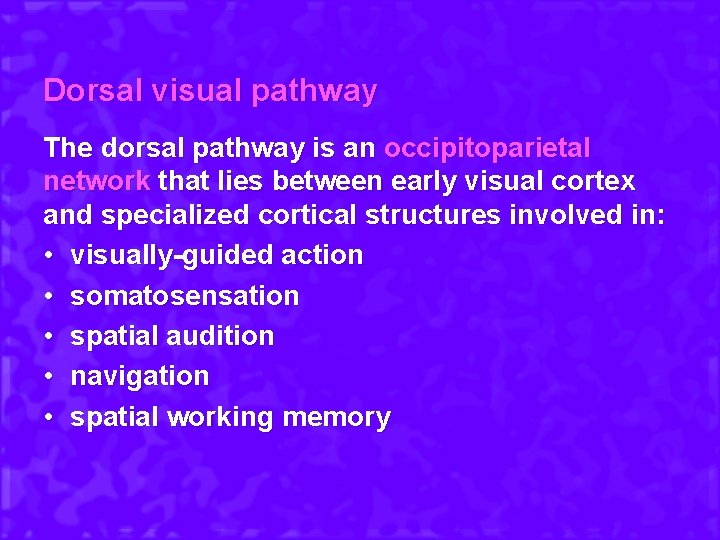 Dorsal visual pathway The dorsal pathway is an occipitoparietal network that lies between early