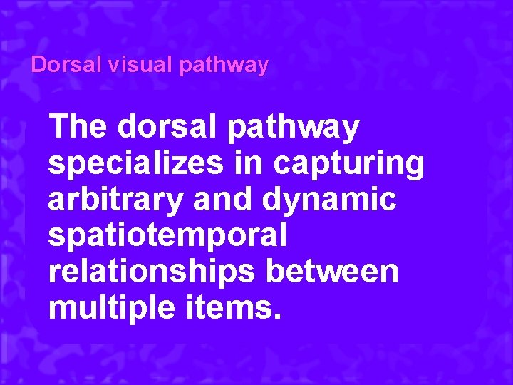 Dorsal visual pathway The dorsal pathway specializes in capturing arbitrary and dynamic spatiotemporal relationships