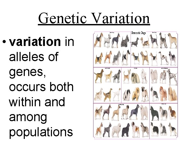 6 th 6 Weeks Vocabulary Asexual Reproduction Formation