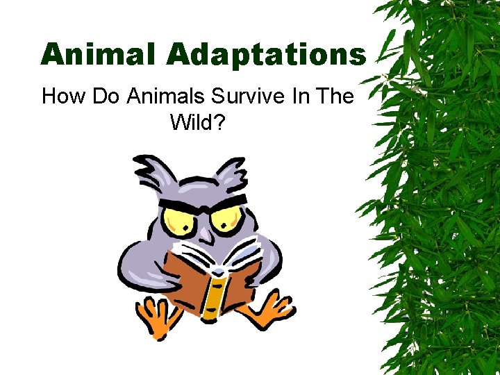 Animal Adaptations How Do Animals Survive In The Wild? Animal Adaptations How Do Animals Survive In The Wild?