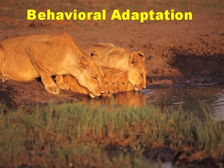Behavioral Adaptation Behavioral Adaptation