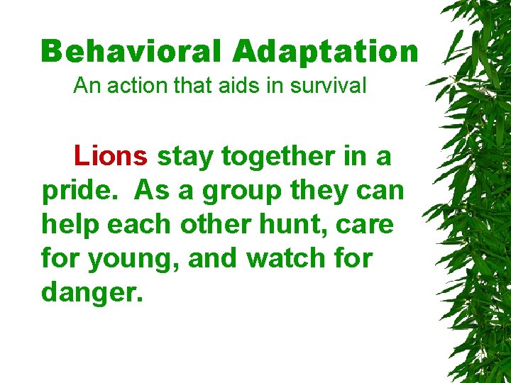 Behavioral Adaptation An action that aids in survival Lions stay together in a pride. Behavioral Adaptation An action that aids in survival Lions stay together in a pride.