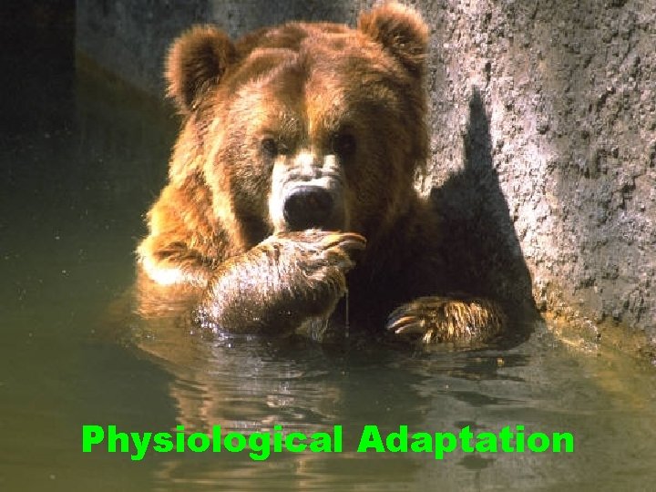 Physiological Adaptation Physiological Adaptation