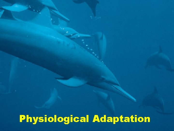 Physiological Adaptation Physiological Adaptation