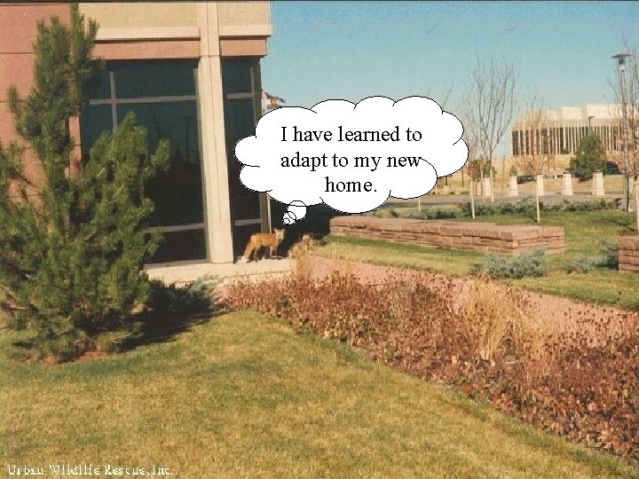 I have learned to adapt to my new home. I have learned to adapt to my new home.
