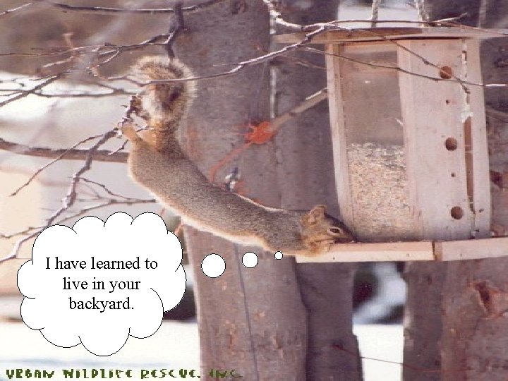 I have learned to live in your backyard. I have learned to live in your backyard.