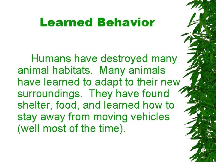 Learned Behavior Humans have destroyed many animal habitats. Many animals have learned to adapt Learned Behavior Humans have destroyed many animal habitats. Many animals have learned to adapt