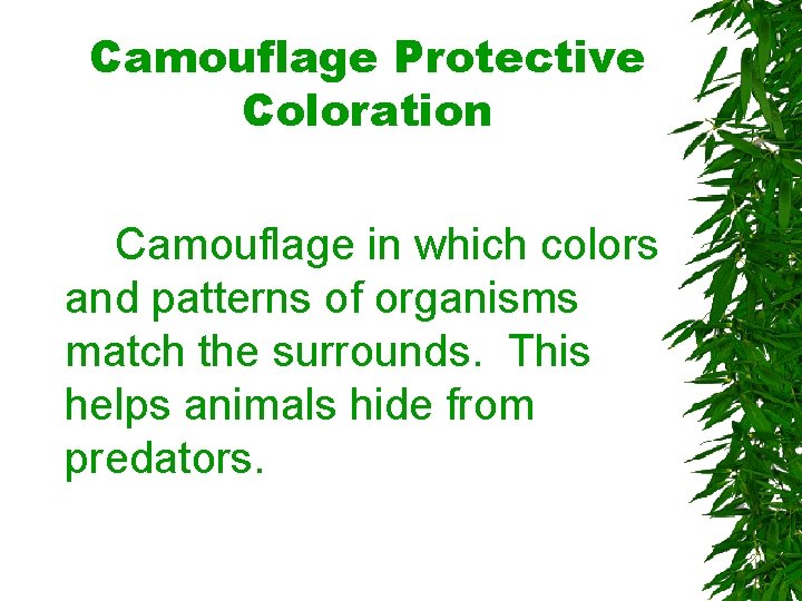 Camouflage Protective Coloration Camouflage in which colors and patterns of organisms match the surrounds. Camouflage Protective Coloration Camouflage in which colors and patterns of organisms match the surrounds.