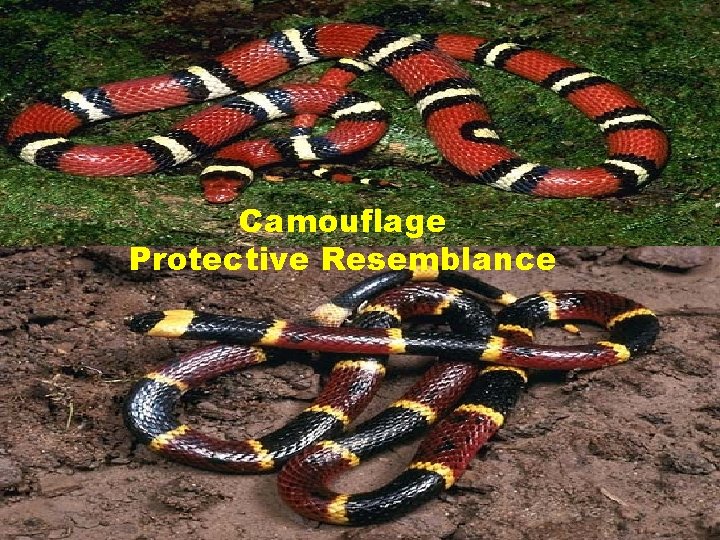 Camouflage Protective Resemblance Camouflage Protective Resemblance