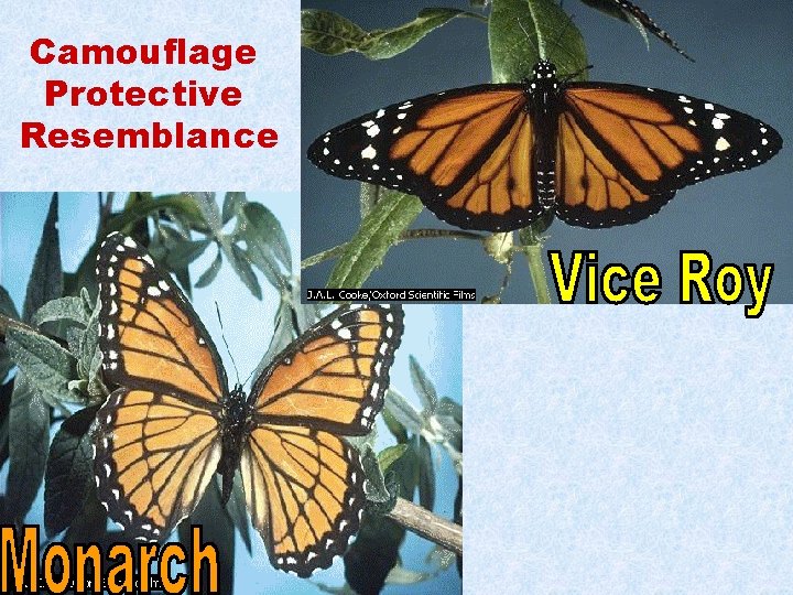 Camouflage Protective Resemblance Camouflage Protective Resemblance