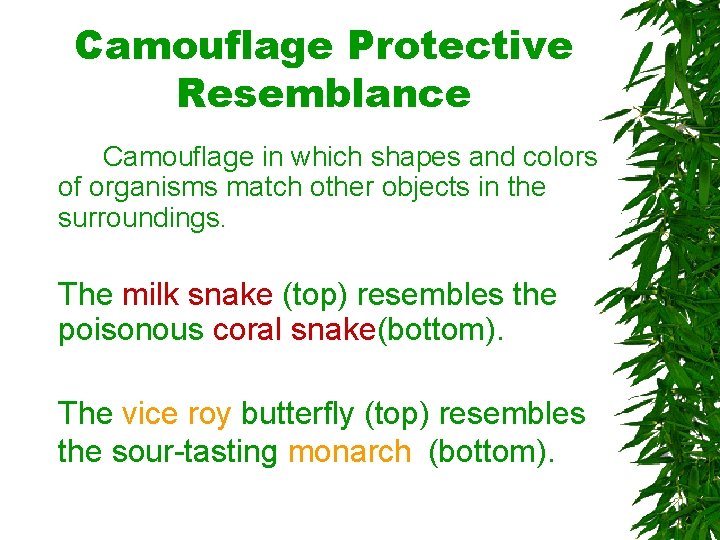 Camouflage Protective Resemblance Camouflage in which shapes and colors of organisms match other objects Camouflage Protective Resemblance Camouflage in which shapes and colors of organisms match other objects