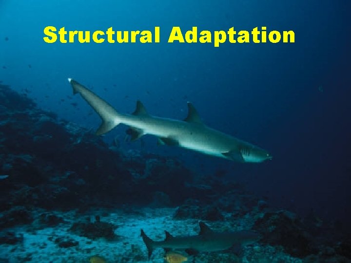 Structural Adaptation Structural Adaptation